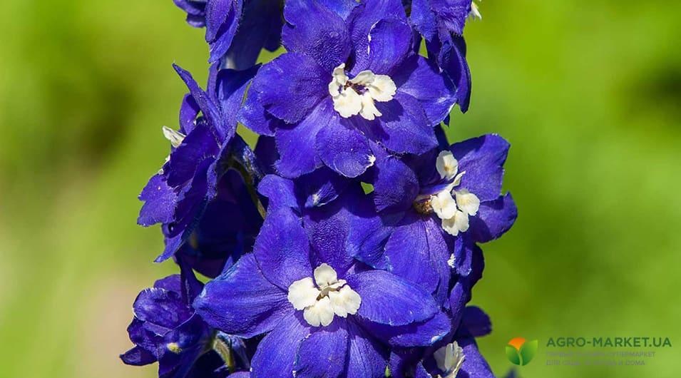 5 Синих Дельфиниумов и золотая пшеница